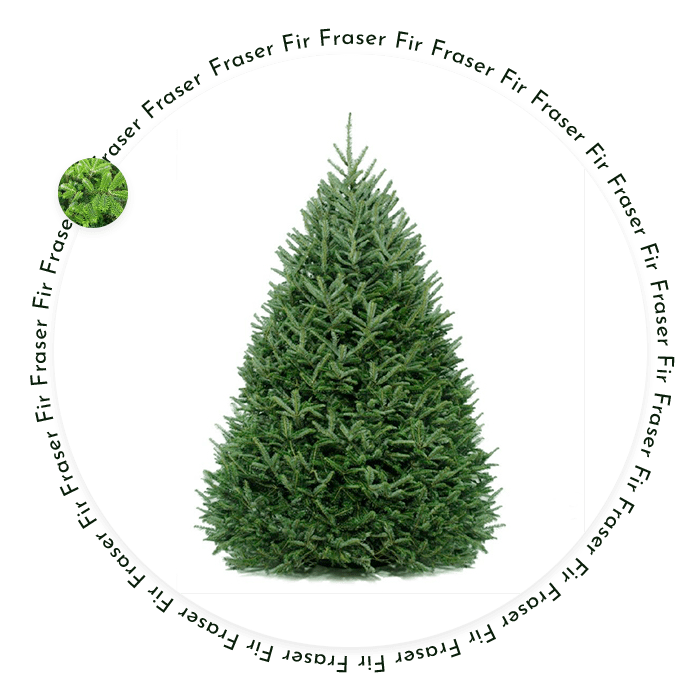 Fraser-Fir Christmas Tree