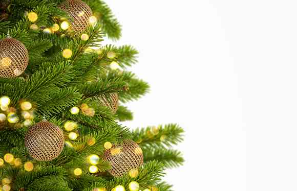 christmas tree suppliers