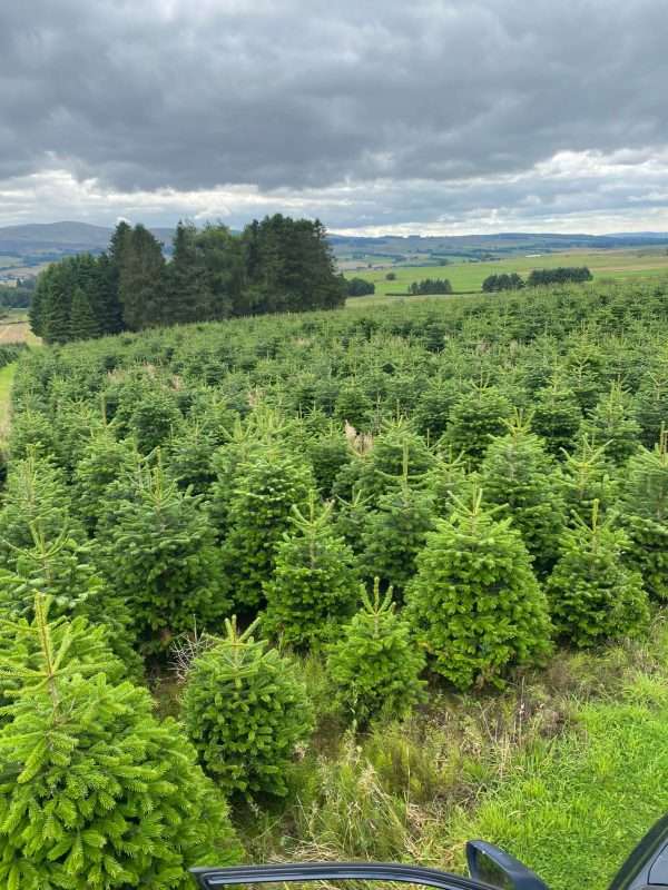 Christmas Tree Farming