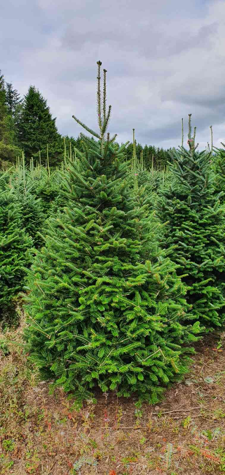 buy christmas trees wholesale