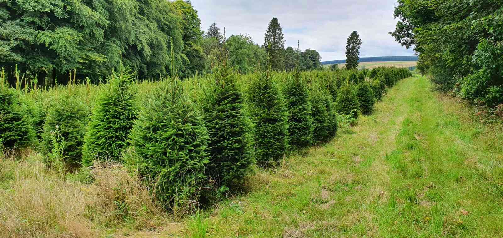 real christmas trees for sale