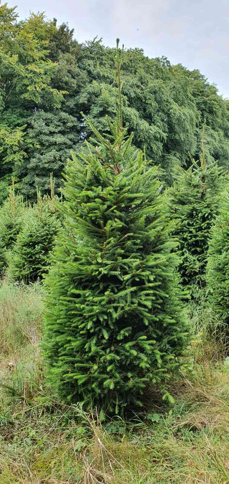 christmas trees for sale wholesale