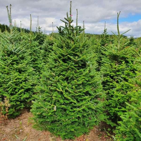 Fraser Fir - Premium Wholesale - Nordmann Direct