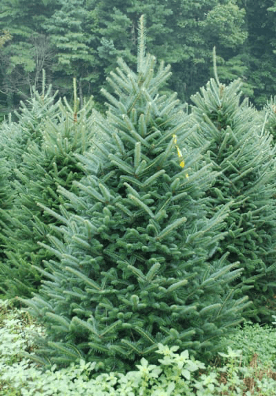 fraser fir premium