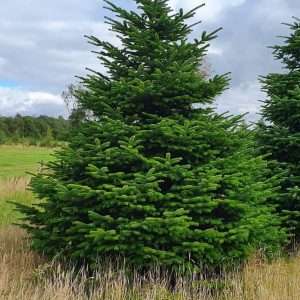 buy real christmas trees wholesale