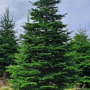 buy real christmas trees wholesale