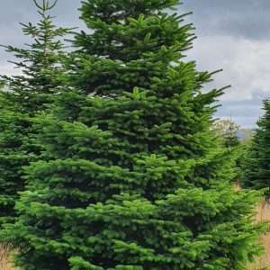 buy real christmas trees wholesale