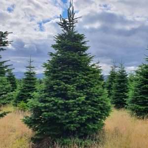 buy christmas trees wholesale