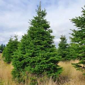 christmas tree suppliers