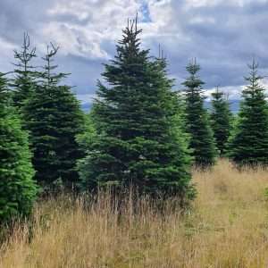 buying christmas trees wholesale