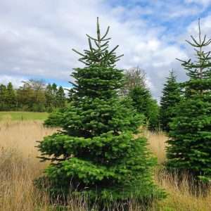 buying christmas trees wholesale