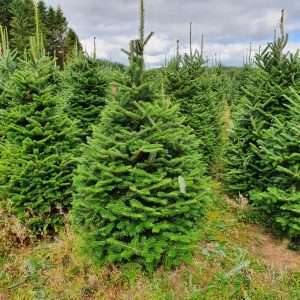 real christmas tree wholesale suppliers