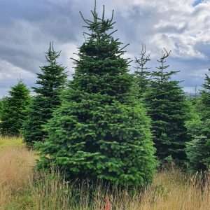 buy christmas trees wholesale