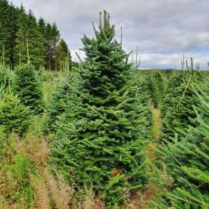 christmas tree suppliers