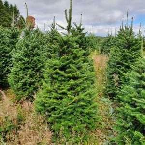 buying christmas trees wholesale