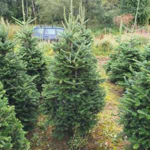 real christmas tree wholesale suppliers