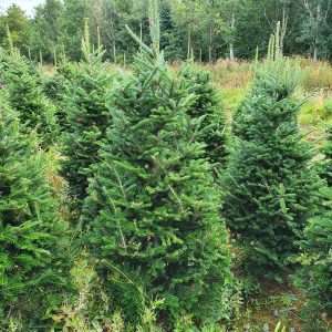 christmas tree suppliers