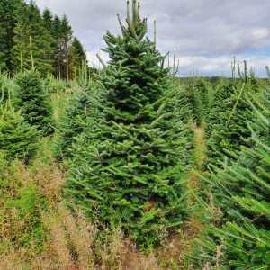 buy christmas trees wholesale