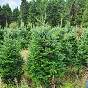 christmas tree suppliers wholesale