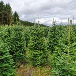 buy christmas trees wholesale