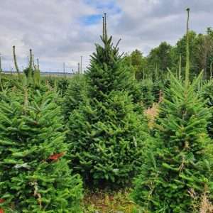 christmas tree suppliers