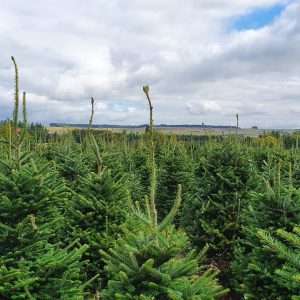 wholesale xmas trees