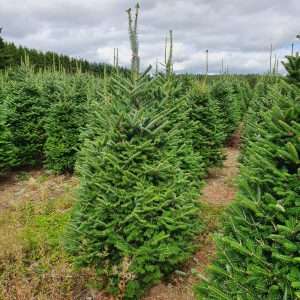 christmas trees wholesale