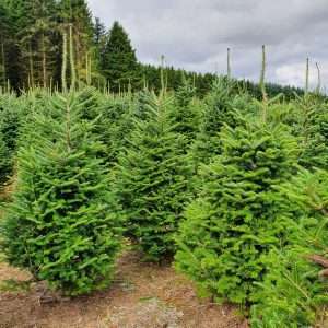 christmas tree suppliers wholesale