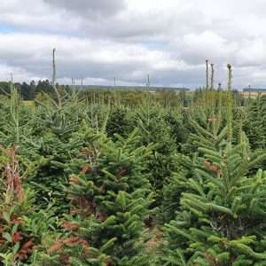 christmas trees for sale wholesale