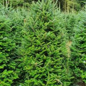 wholesale xmas trees