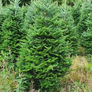 wholesale xmas trees