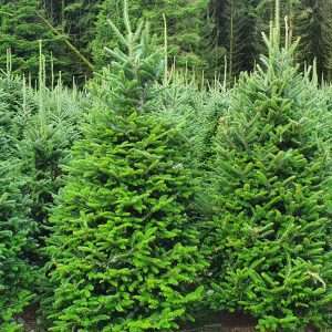 buying christmas trees wholesale