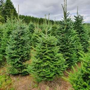 christmas tree suppliers wholesale