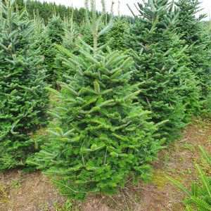 christmas trees for sale wholesale