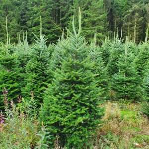 christmas tree suppliers