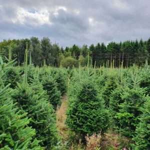 buy christmas trees wholesale