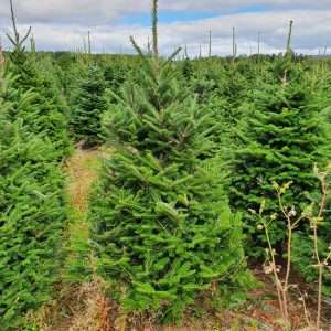 real christmas trees wholesale