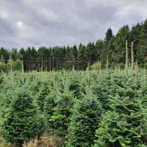 real christmas trees wholesale