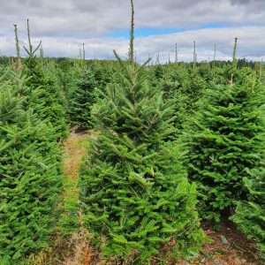 real christmas trees for sale