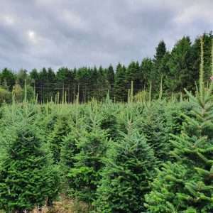 buy christmas trees wholesale