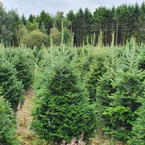 real christmas tree wholesale