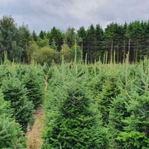 real christmas tree wholesale