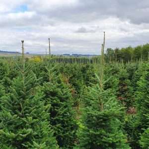 real christmas tree wholesale