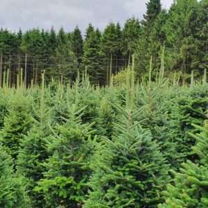 christmas tree wholesale