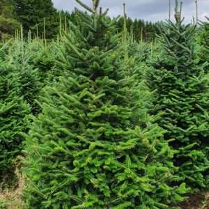 buy christmas trees wholesale