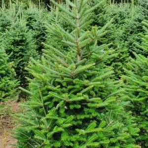 real christmas trees for sale