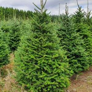 real christmas trees for sale