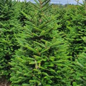 buy christmas trees wholesale