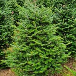 buy christmas trees wholesale