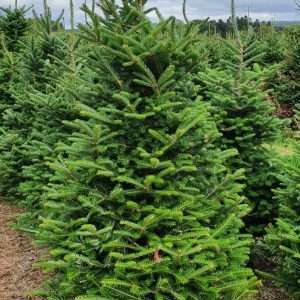 real christmas tree wholesale suppliers